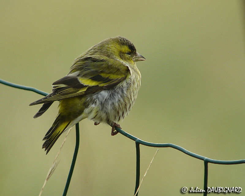 Eurasian Siskin male