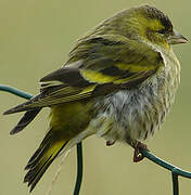 Eurasian Siskin