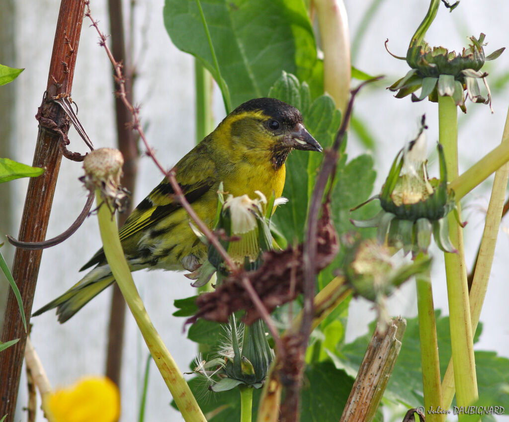 Eurasian Siskin male adult breeding, identification