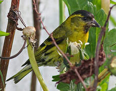 Eurasian Siskin