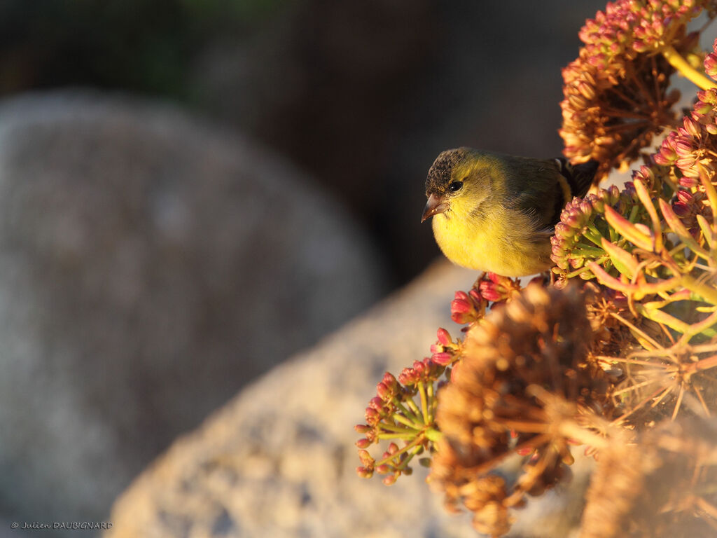 Eurasian Siskin male, identification