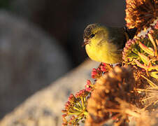 Eurasian Siskin