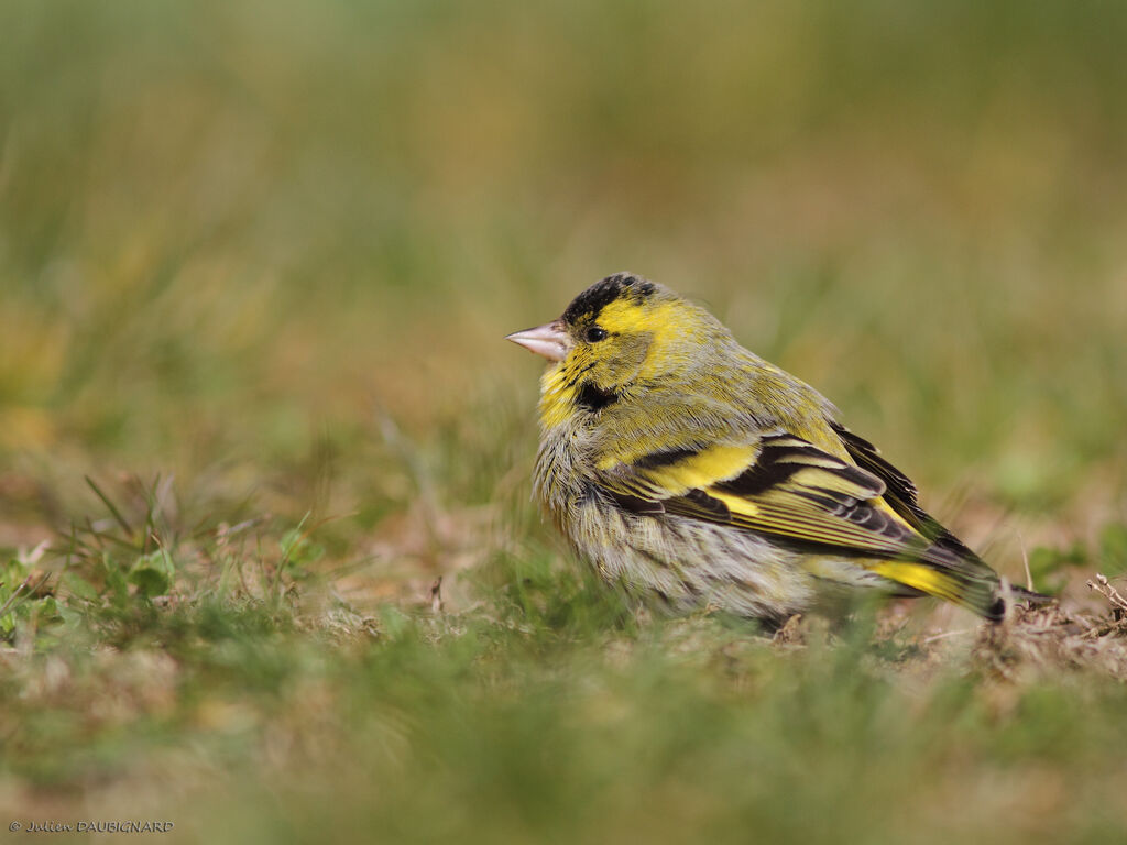 Eurasian Siskin male adult, identification