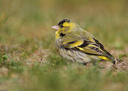 Eurasian Siskin