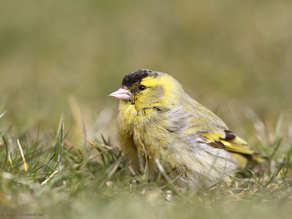 Eurasian Siskin male adult, identification