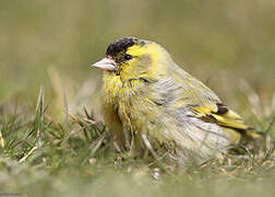 Eurasian Siskin