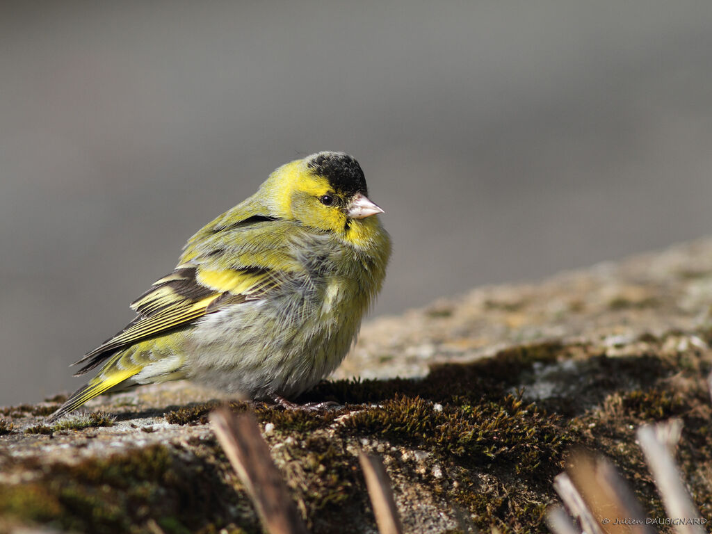 Eurasian Siskin male adult, identification