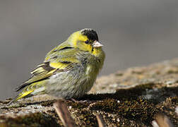 Eurasian Siskin