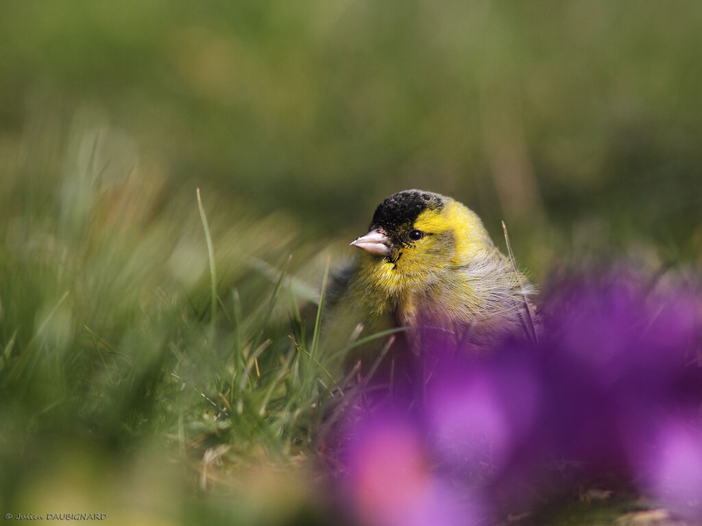 Eurasian Siskin male adult