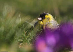 Eurasian Siskin