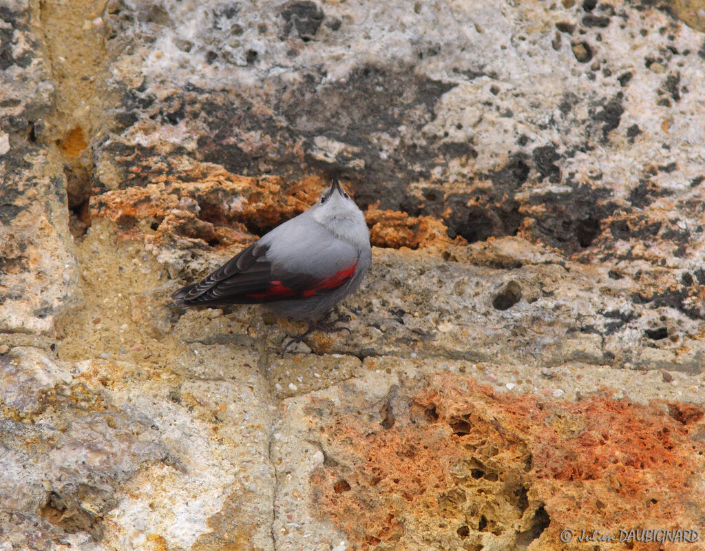 Wallcreeper, identification