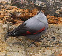 Wallcreeper