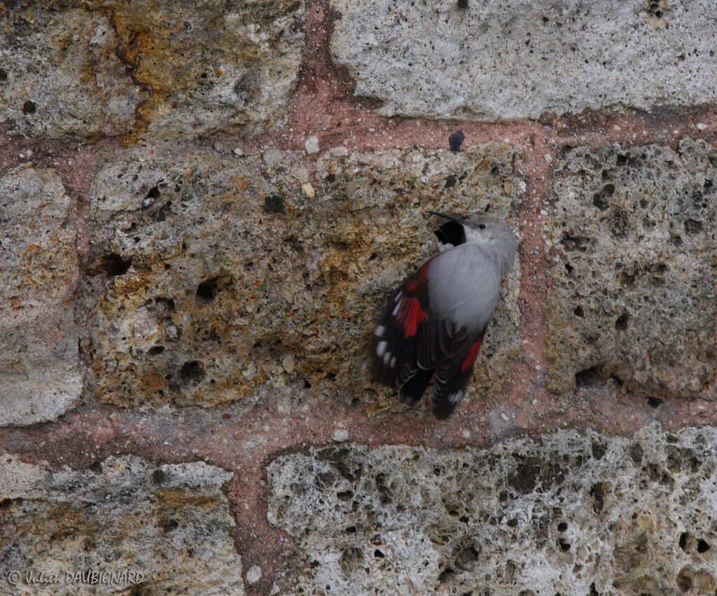 Wallcreeper, identification