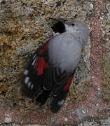 Wallcreeper