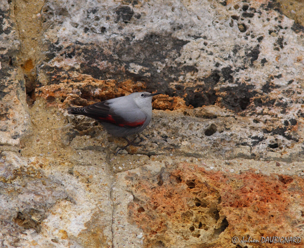 Wallcreeper, identification