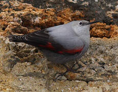 Wallcreeper