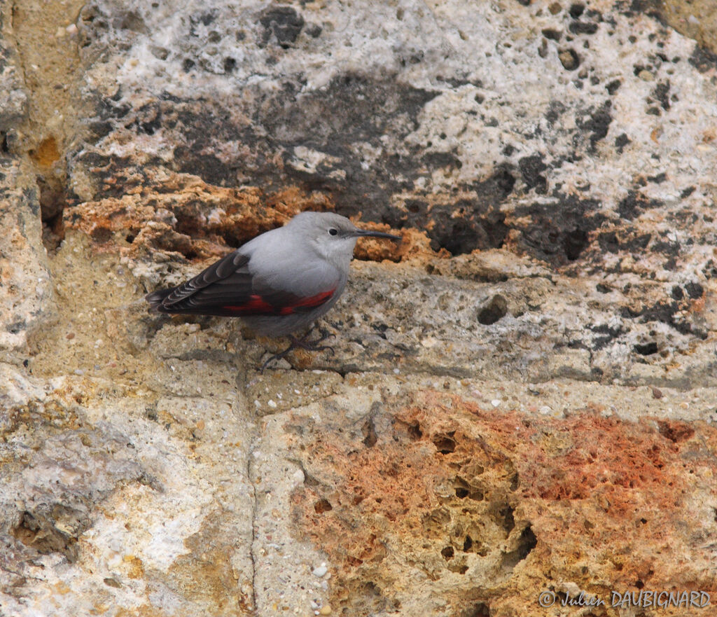 Wallcreeper, identification