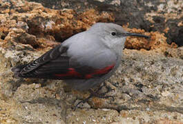 Wallcreeper