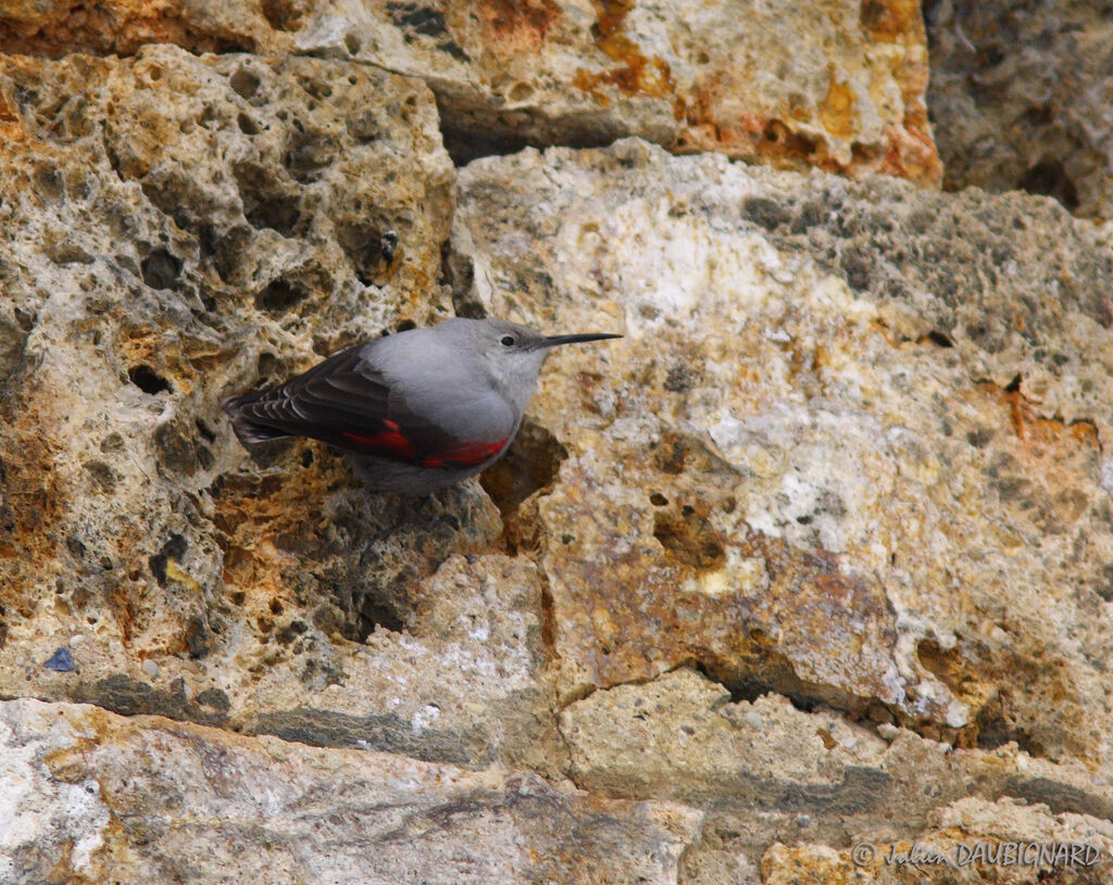 Wallcreeper, identification