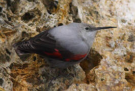 Wallcreeper