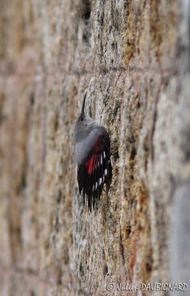 Wallcreeper, identification