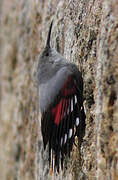 Wallcreeper