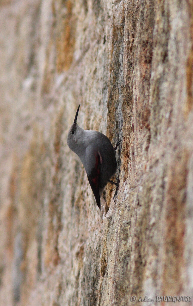 Wallcreeper, identification