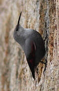 Wallcreeper