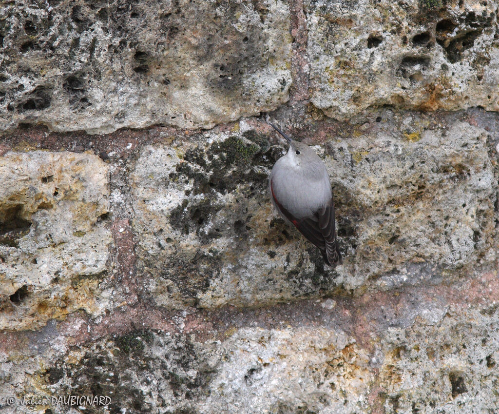 Wallcreeper, identification