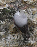 Wallcreeper