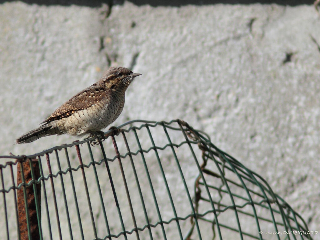 Torcol fourmilier, identification