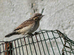 Eurasian Wryneck