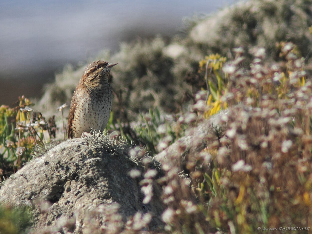 Eurasian Wryneck, identification