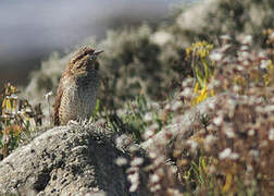 Eurasian Wryneck