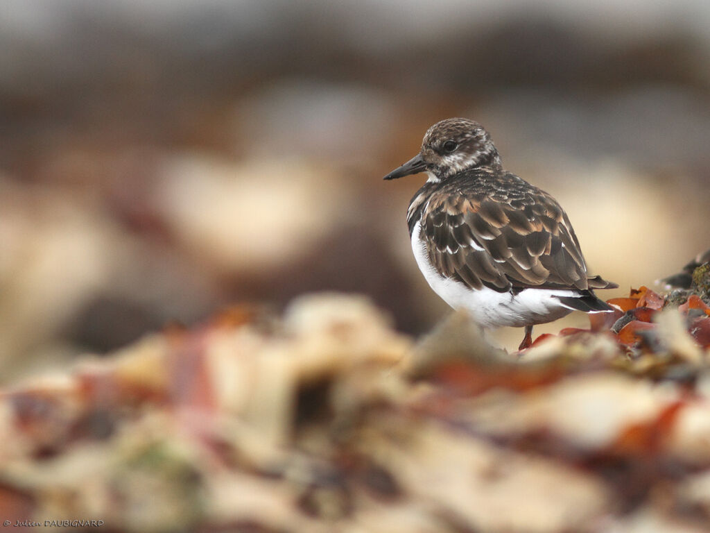 Tournepierre à collier, identification