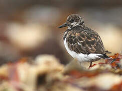 Ruddy Turnstone