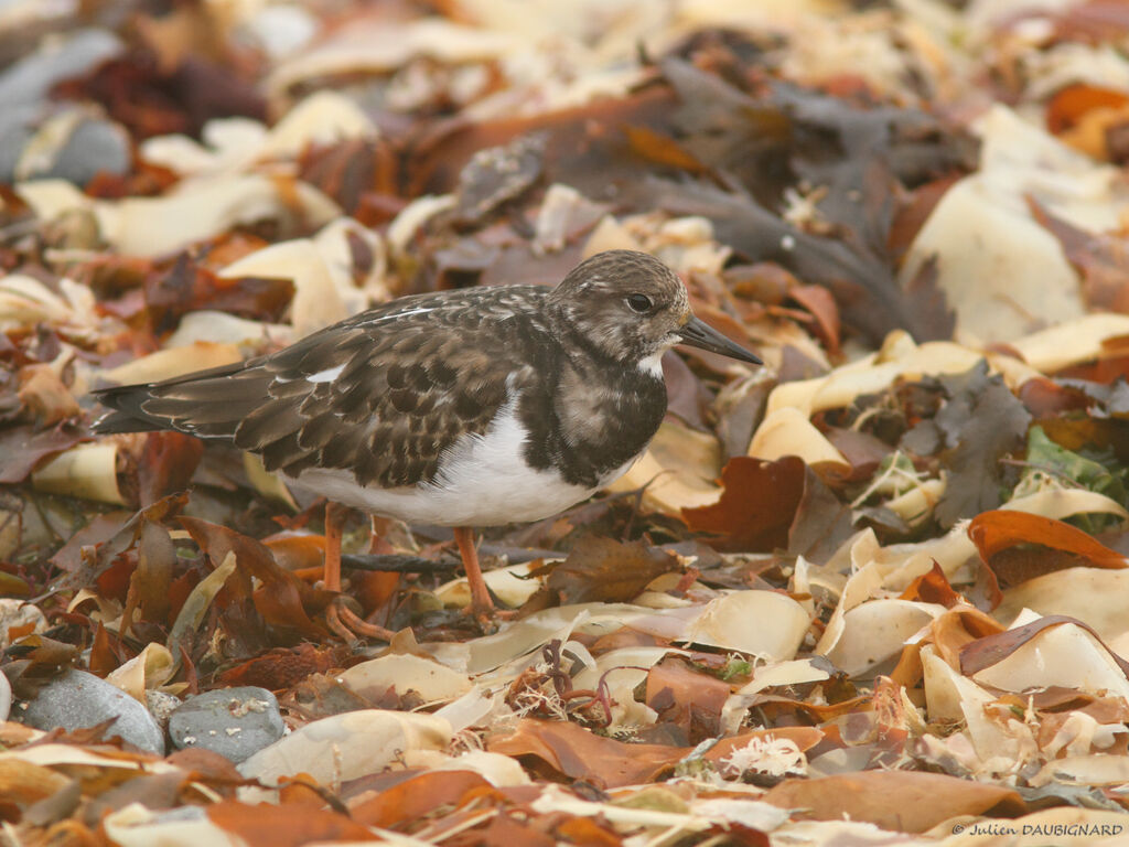 Tournepierre à collier, identification