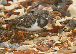 Ruddy Turnstone