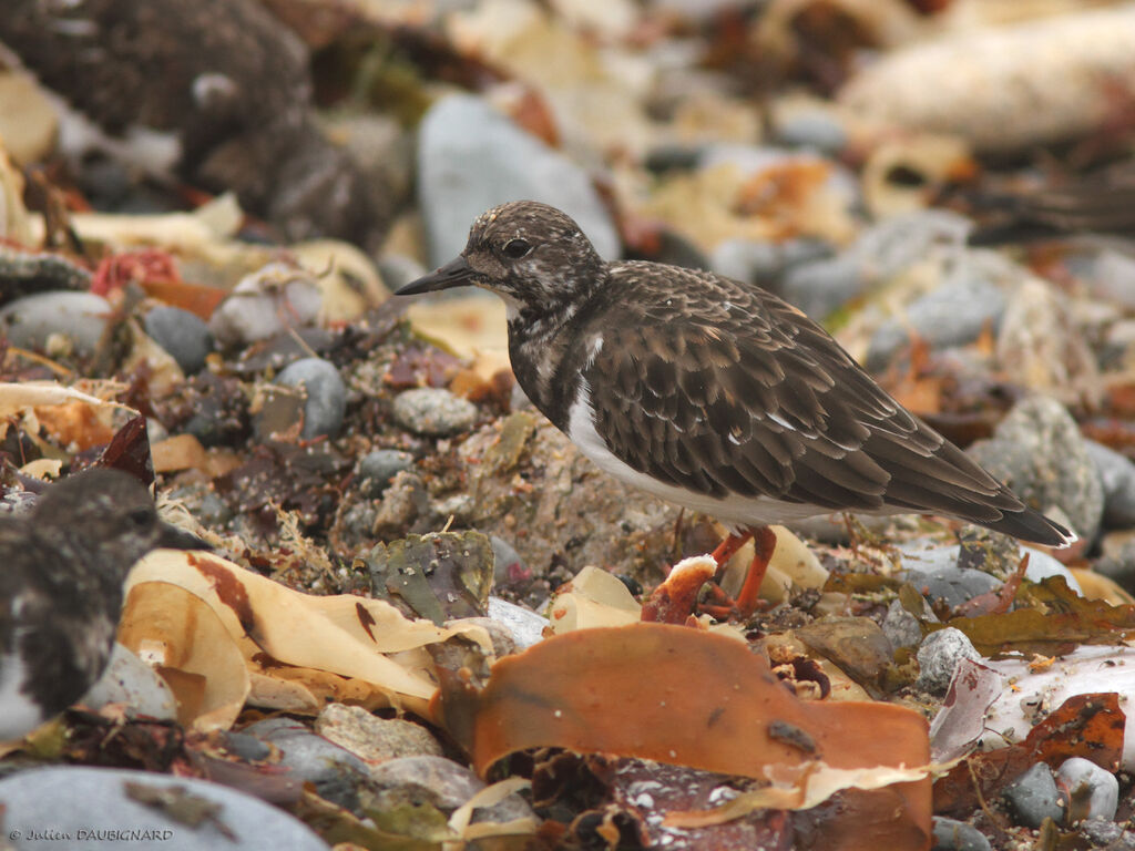 Tournepierre à collier, identification