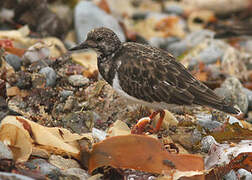 Ruddy Turnstone