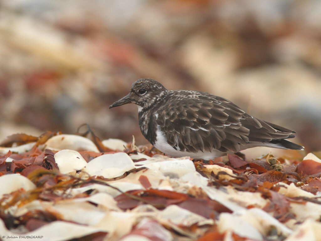 Tournepierre à collier, identification