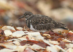 Ruddy Turnstone