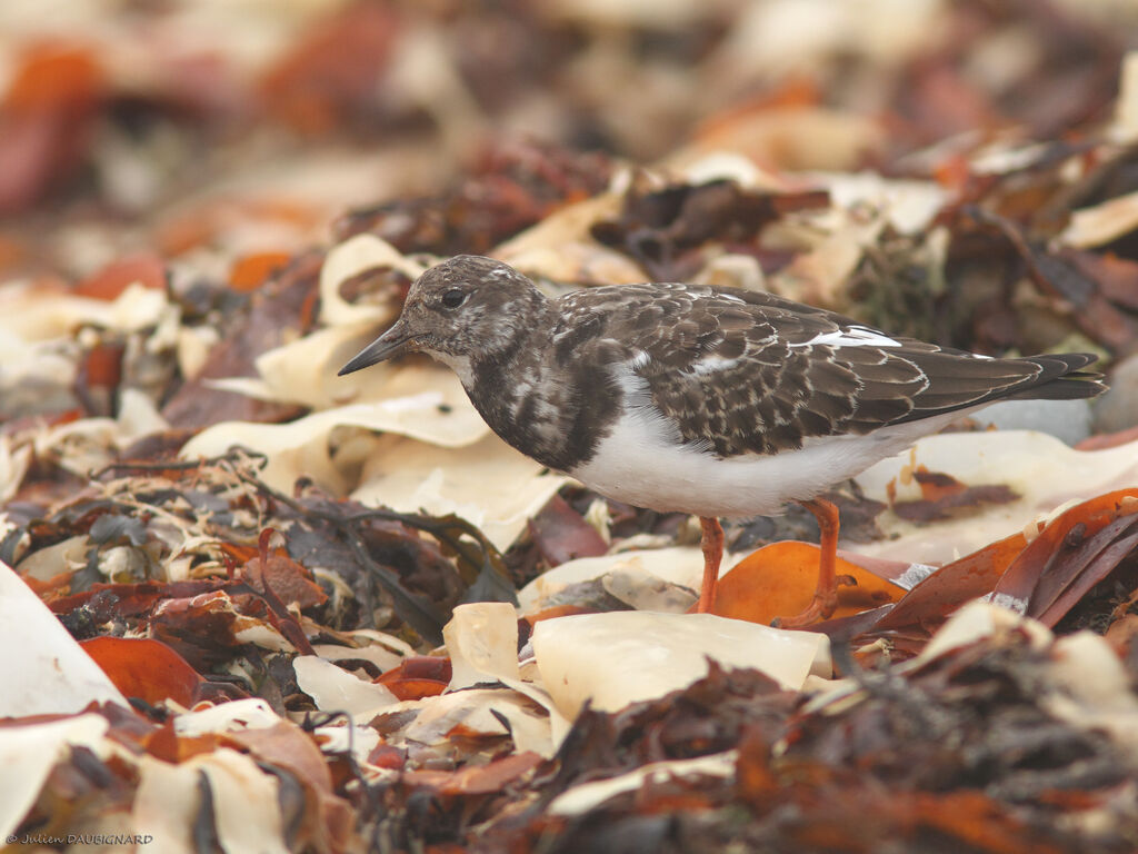 Ruddy Turnstone, identification