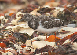 Ruddy Turnstone