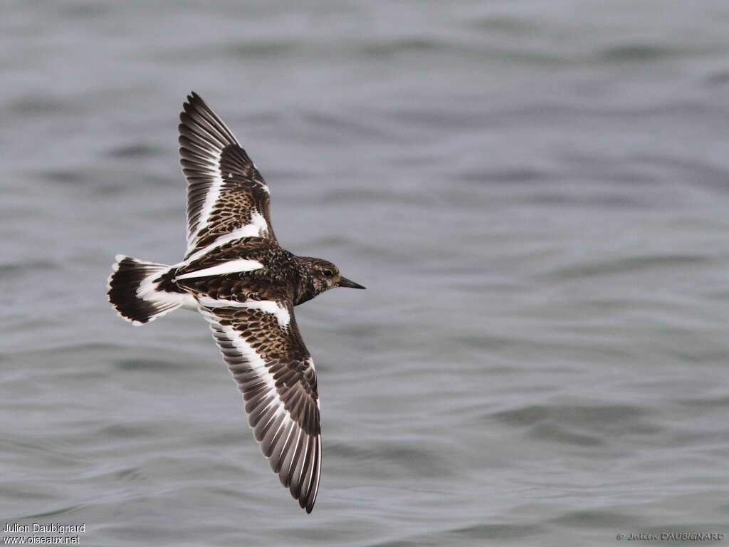 Ruddy Turnstone, Flight