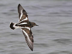 Ruddy Turnstone