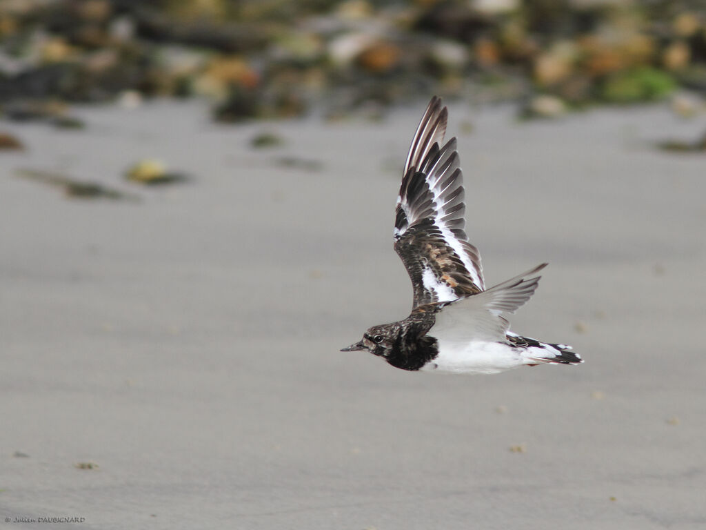 Ruddy Turnstone, Flight