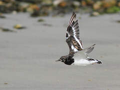 Ruddy Turnstone