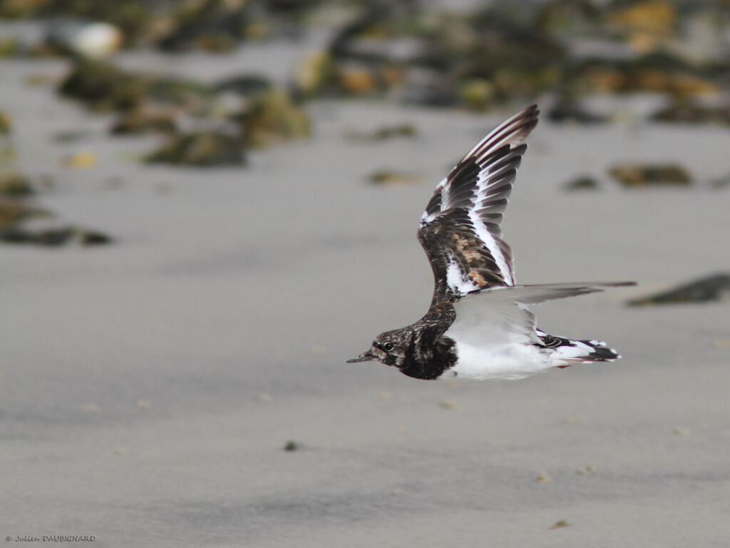 Ruddy Turnstone, Flight