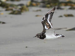 Ruddy Turnstone